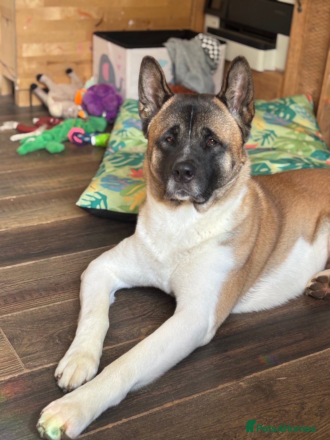 Akita dogs for sale: Akita  - Image 6