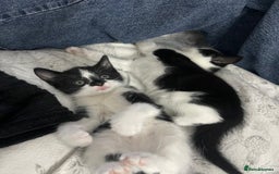 British Shorthair cats for sale: Tuxedo Kittens  - Image 7