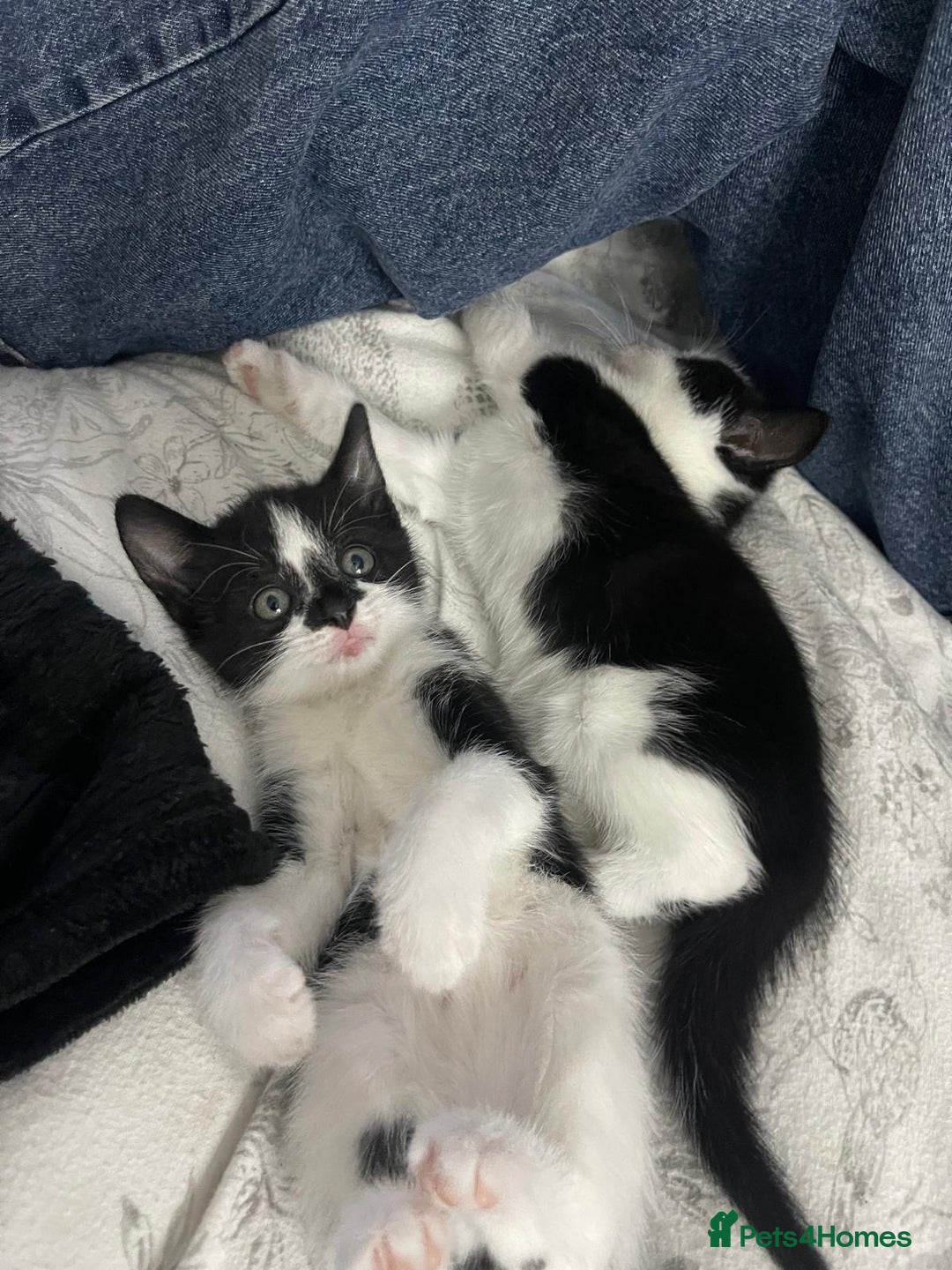 British Shorthair cats for sale: Tuxedo Kittens  - Image 7