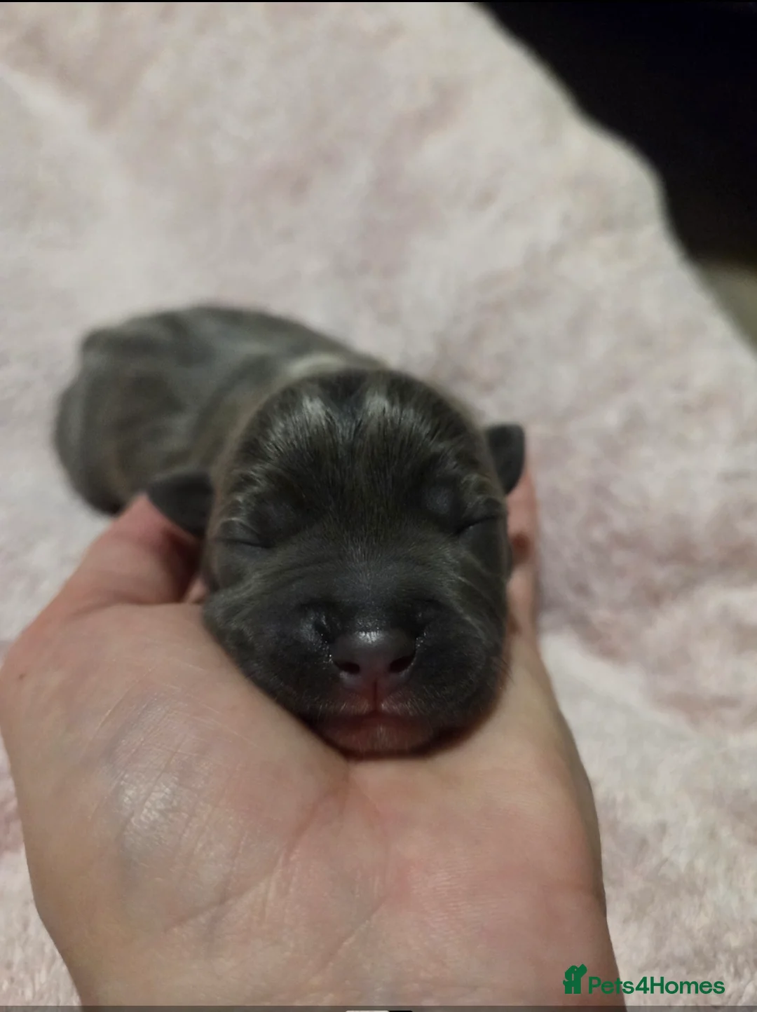 Staffordshire Bull Terrier dogs for sale: KC Reg Staffordshire Bull terrier puppies  - Advert 12