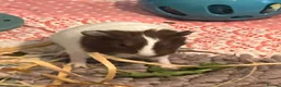 Guinea Pig rodents for sale: 2 week old baby guinea pigs for sale - Advert 6