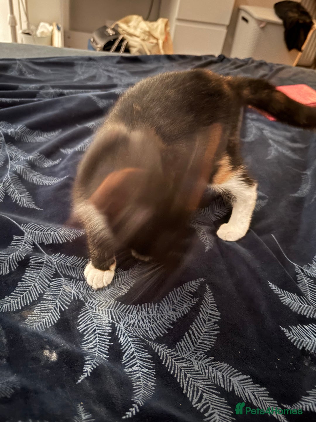 British Shorthair cats for sale: Female kitten - Image 4