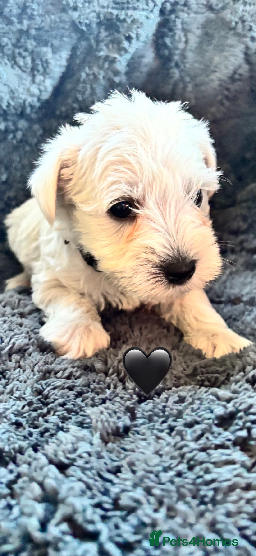 Miniature Schnauzer dogs for sale: Miniature Schnauzer Pups (White & Salt’n’Pepper) - Image 11