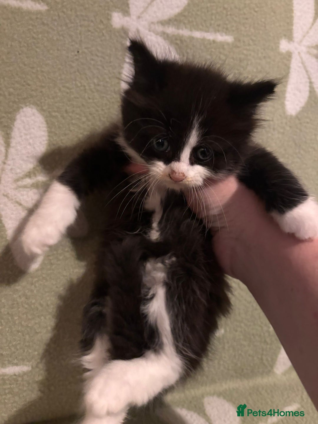 Mixed Breed cats for sale: Three long hair one short tuxedo kittens - Image 4