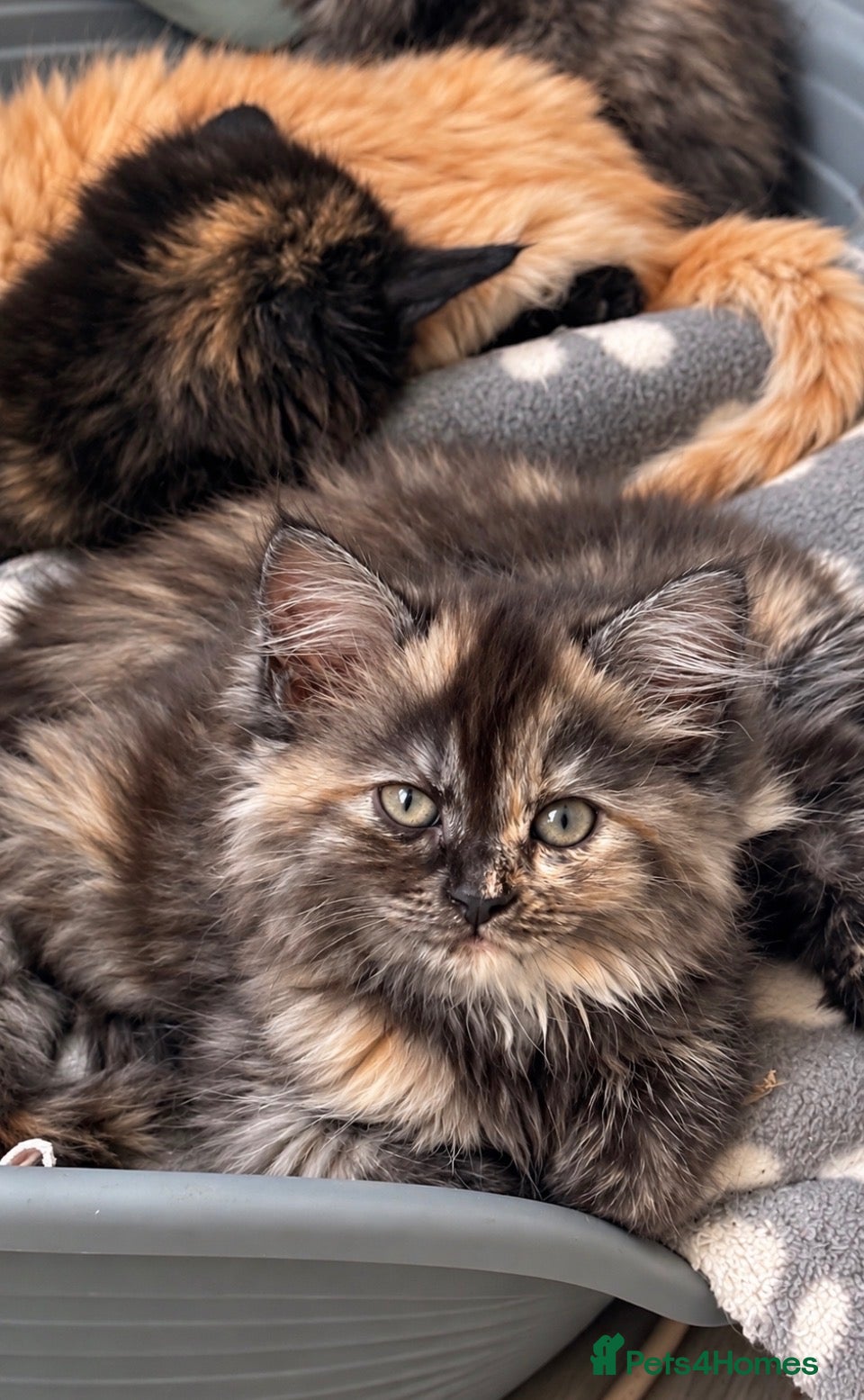 Maine Coon cats 6 beautiful half maincoons - Advert 2