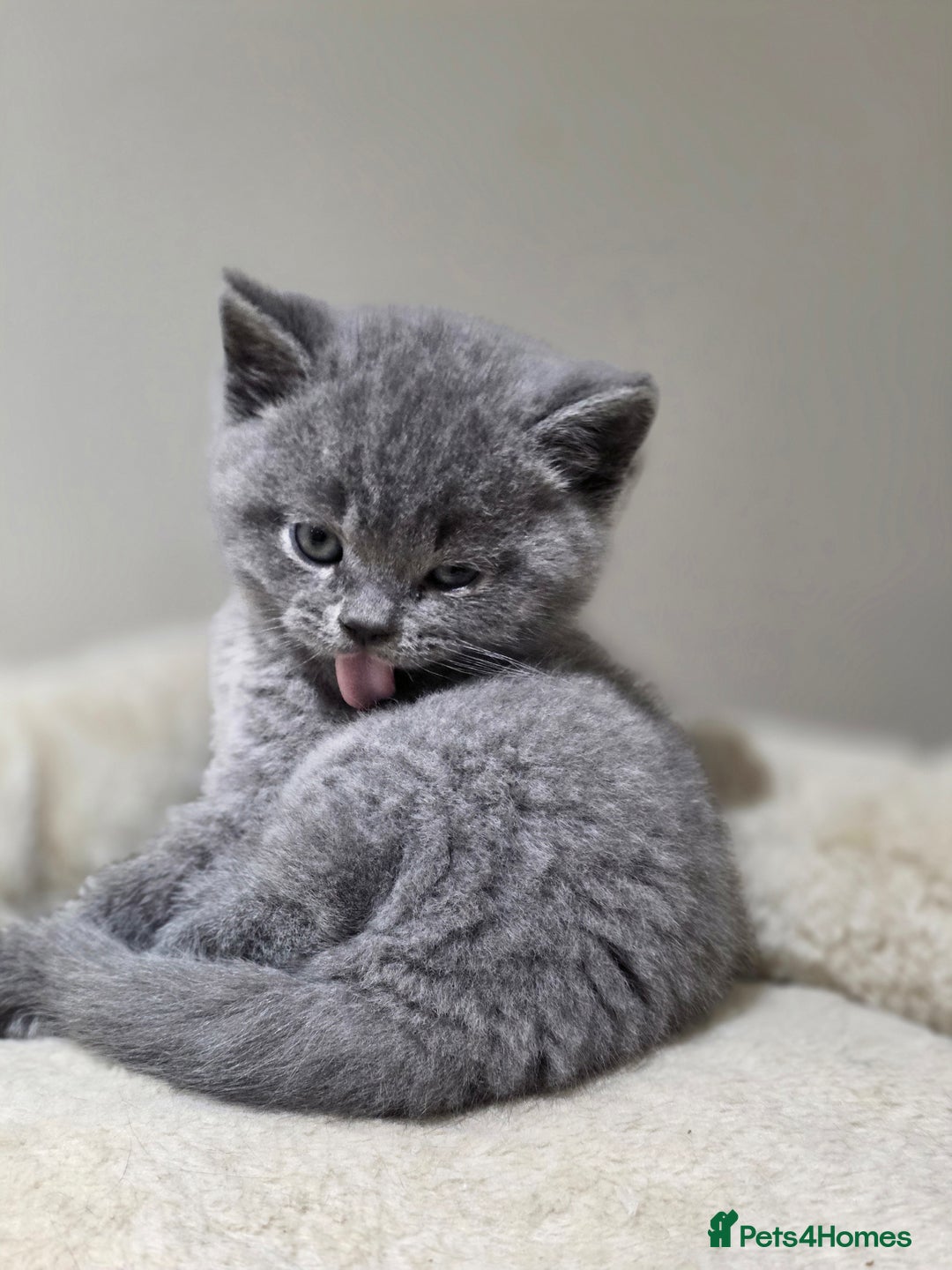 Scottish Fold cats for sale: 3 beautiful female scottish fold & straights 😍🎀 - Advert 15