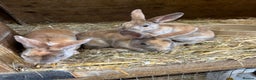 Rex rabbits for sale: mini rex, buck and doe - Advert 4