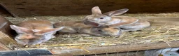 Rex rabbits for sale: mini rex, buck and doe - Advert 4