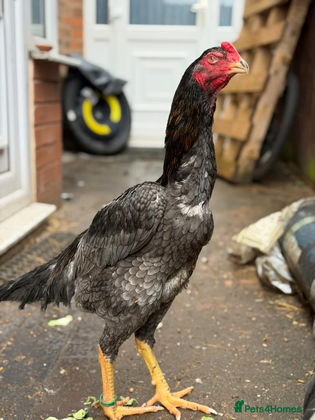 Hens poultry for sale: O shamo, shamo, Pakistani aseel and miwali   - Advert 11