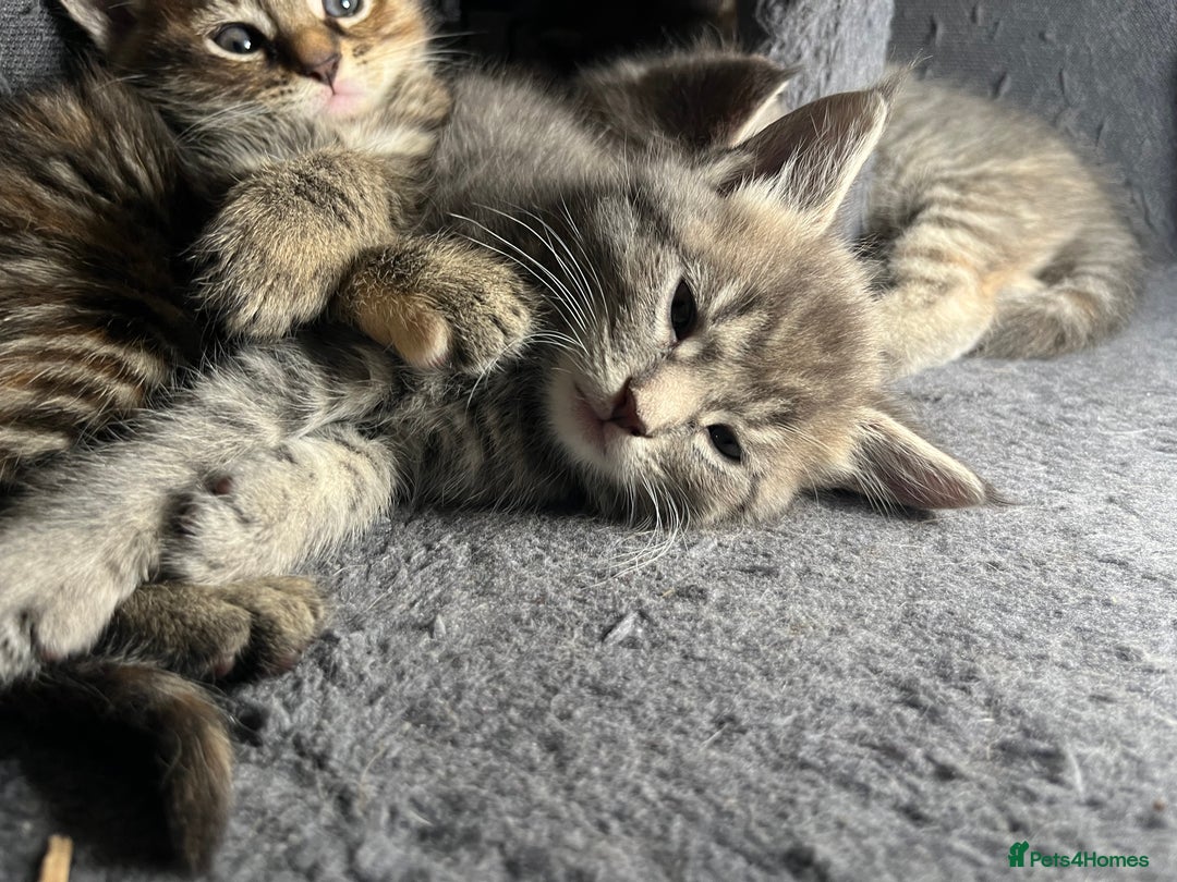 Maine Coon cats for sale: Stunning Half Maine coon kittens  - Image 23
