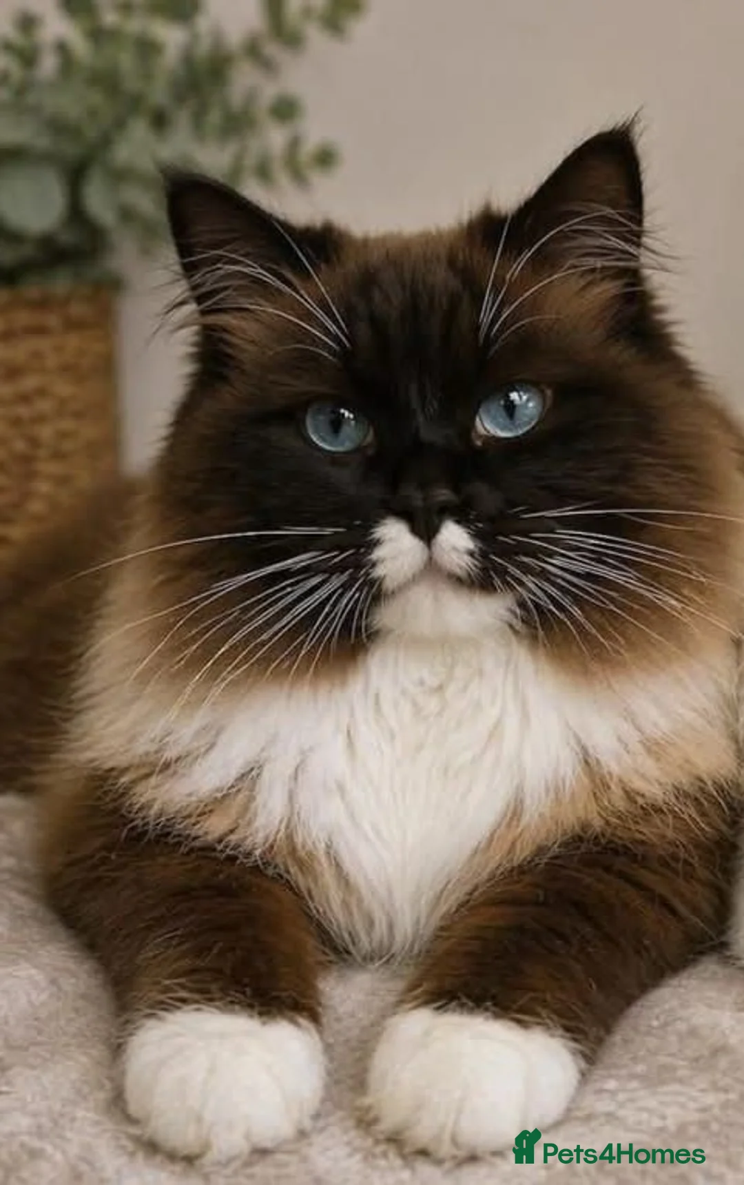 Ragdoll cats for sale: Adorable Pedigree Ragdoll Kittens - Advert 12