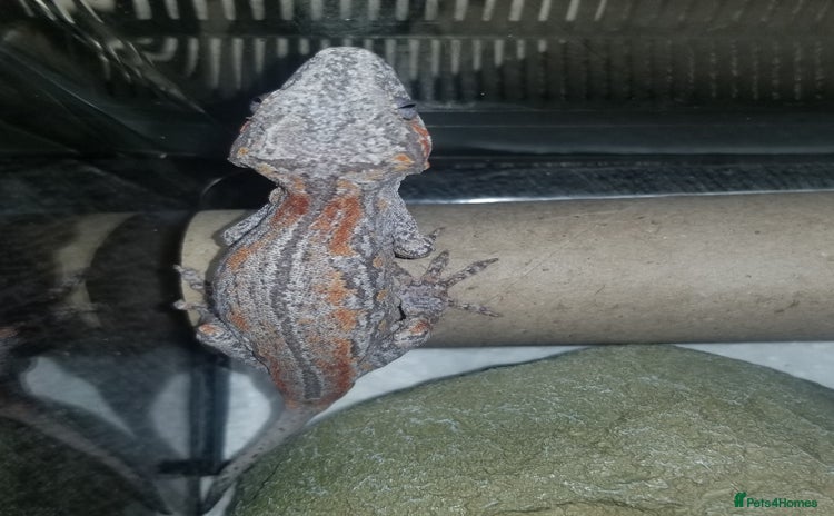 Gecko reptiles - Advert 2