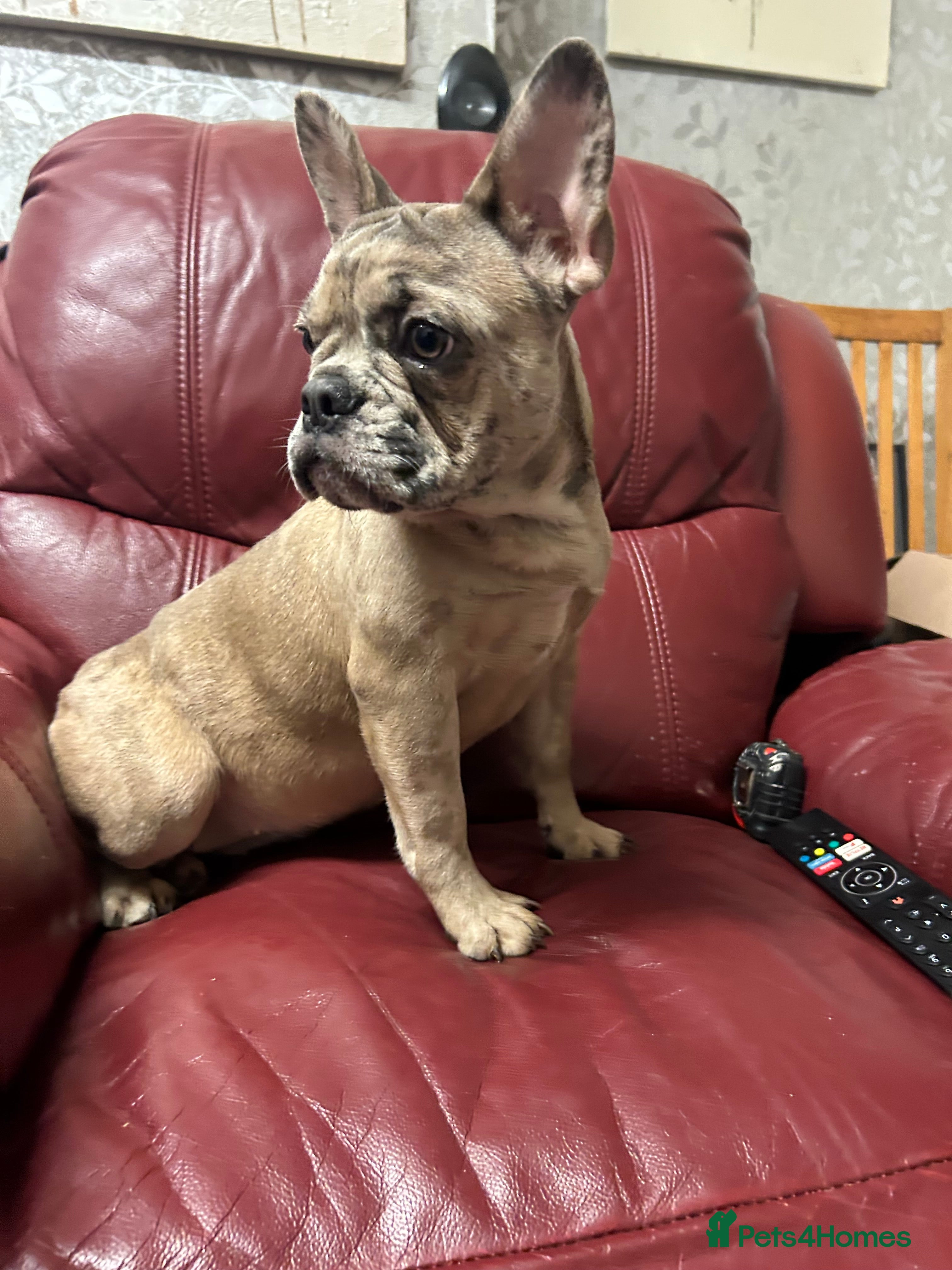 French Bulldog dogs last quality healthy merle girl 6 months old - Advert 14