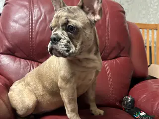 French Bulldog dogs last quality healthy merle girl 6 months old - Advert 10