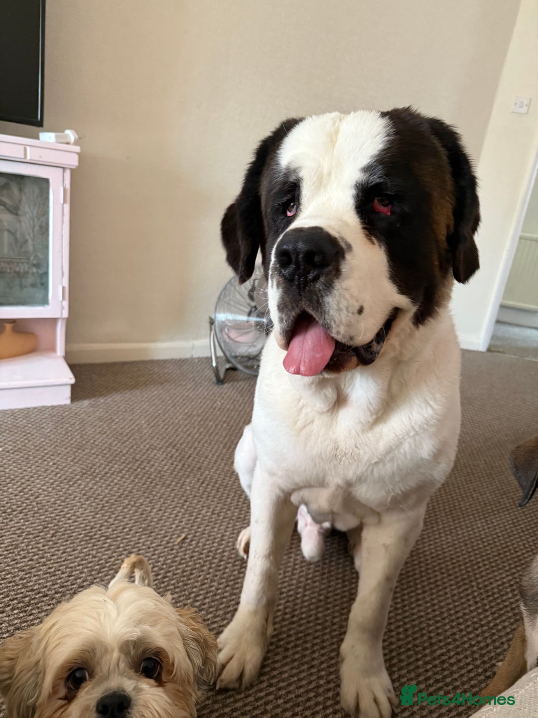 Saint Bernard dogs for stud: Healthy stud boy St Bernard  - Image 2