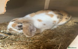 Mini Lop rabbits for sale: Two female mini lops for sale - Image 11
