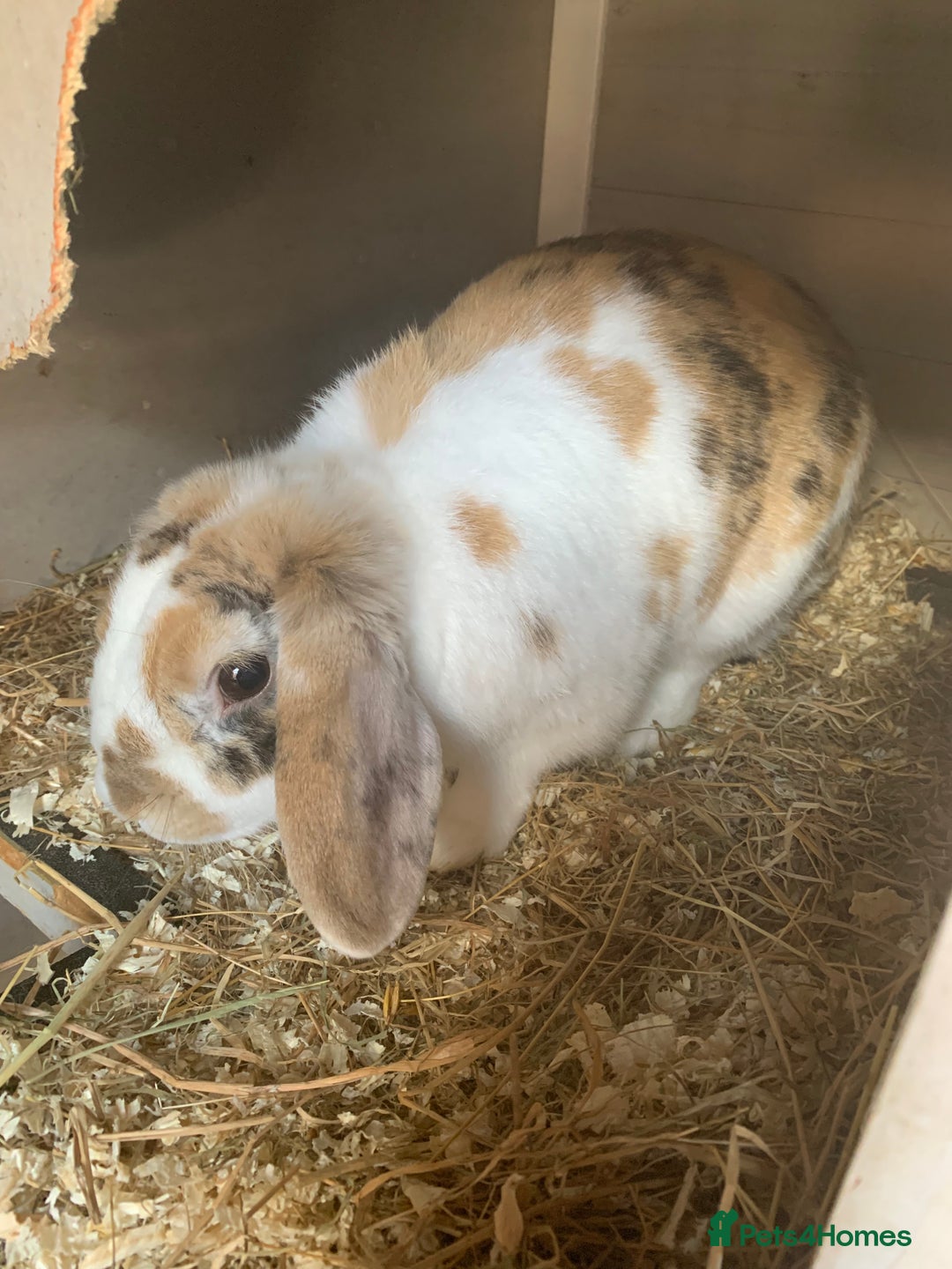 Mini Lop rabbits for sale: Two female mini lops for sale - Image 11