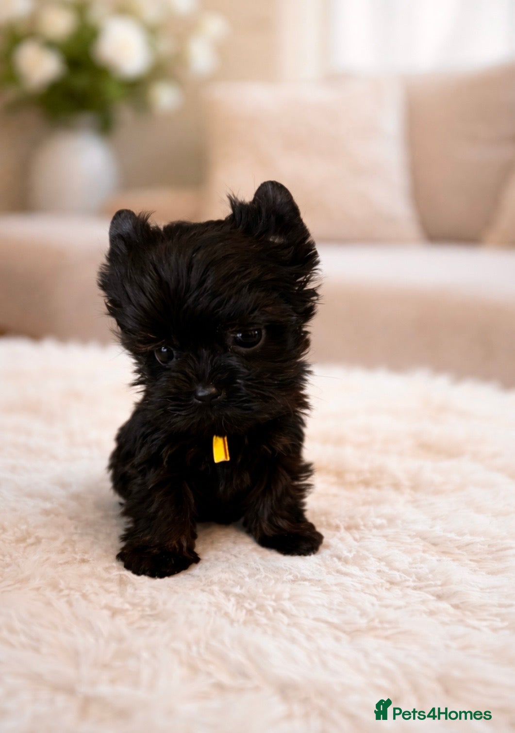 Yorkshire Terrier dogs 🎀 Tiny Little Mini Yorkshire Terrier Girls 🎀 - Advert 1