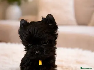 Yorkshire Terrier dogs 🎀 Tiny Little Mini Yorkshire Terrier Girls 🎀 - Advert 1