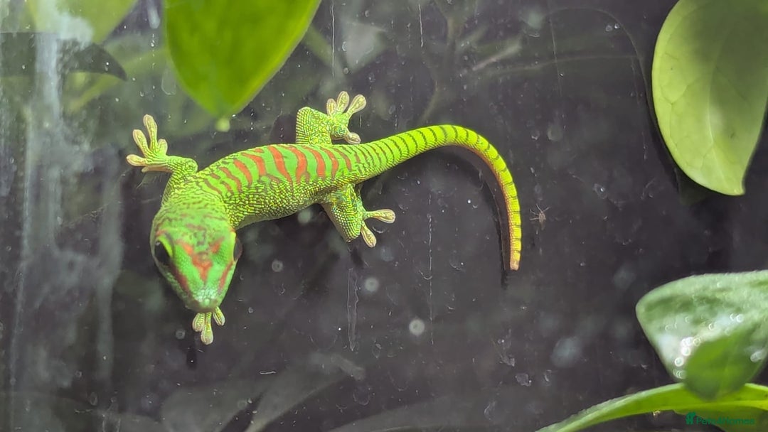 Gecko reptiles for sale: High Red Giant Day Gecko - Advert 2