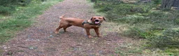 Labrador Retriever dogs for sale: 9 months old puppy  in Buckie - Advert 10