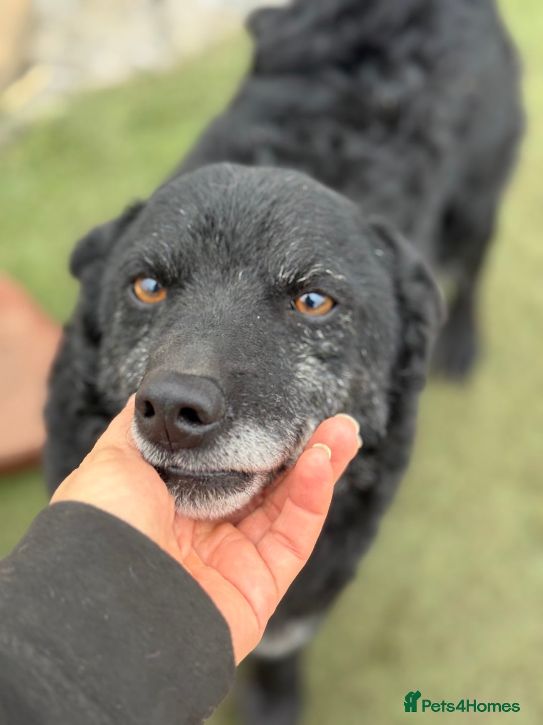 Mixed Breed dogs for adoption: Sweet Romeo Looking for LOVE - Advert 23