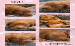 Cavapoo dogs for sale: Gorgeous F1B Fox Red Cavapoo Puppies - Image 11