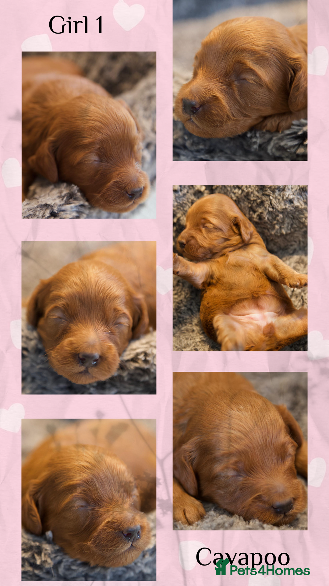 Cavapoo dogs for sale: Gorgeous F1B Fox Red Cavapoo Puppies - Image 11