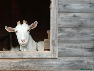 Mixed Breed livestock five young female goats for sale in Wymondham - Advert 13