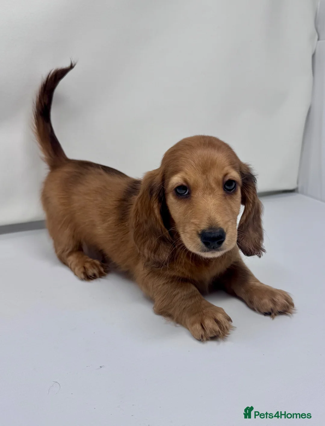 Miniature Dachshund dogs for sale: Beautiful long hairs mini dachunds  - Advert 2