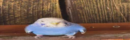 Budgerigars birds for sale: Baby budgies and baby cockatiel  in Norwich - Advert 13