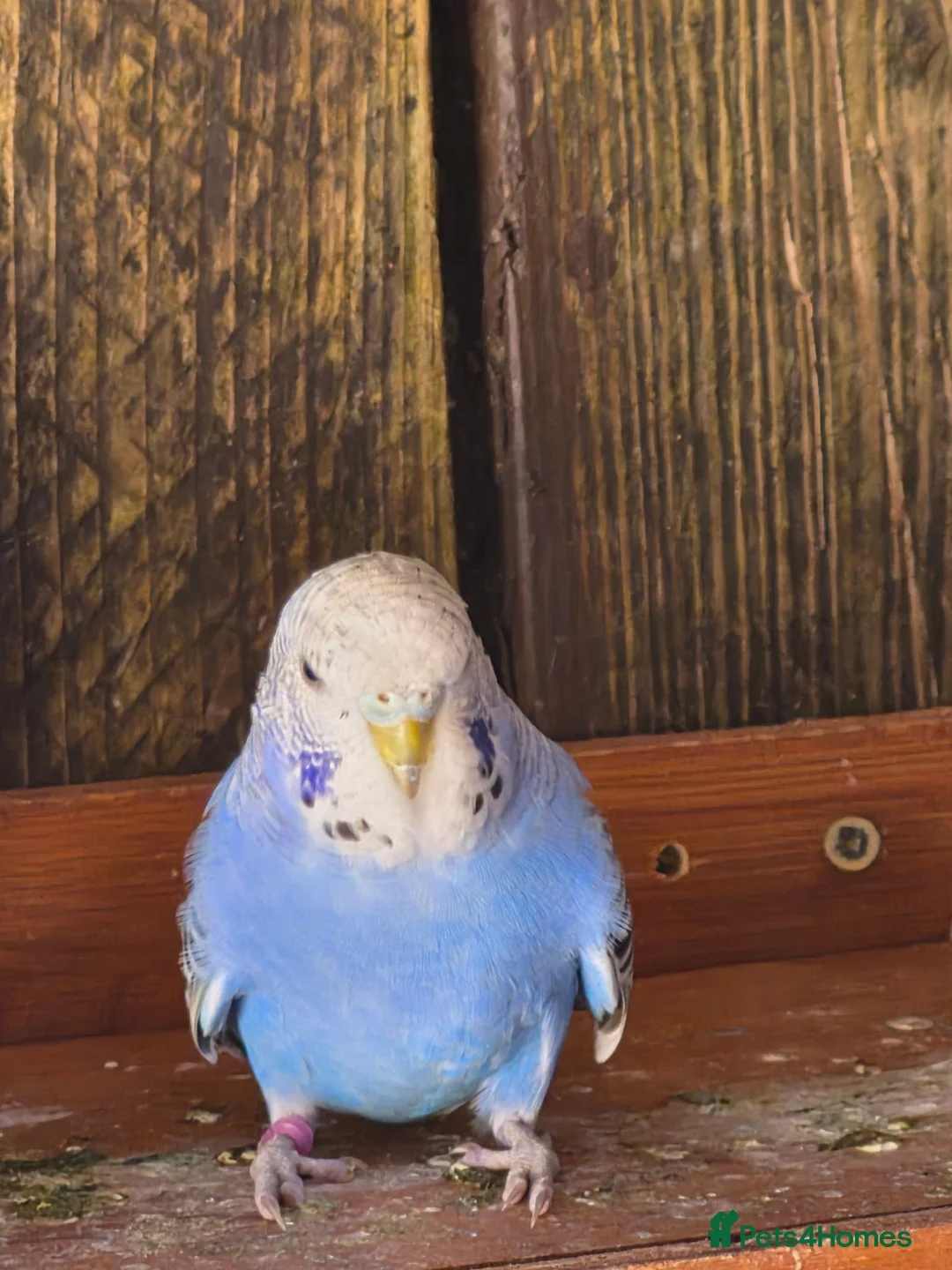 Budgerigars birds for sale: Baby budgies and baby cockatiel  in Norwich - Advert 13