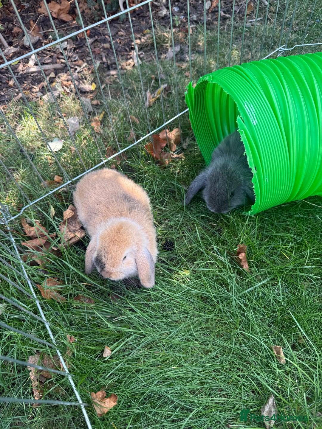 Mini Lop rabbits for sale: Baby rabbits for sale -mini lops - Image 4