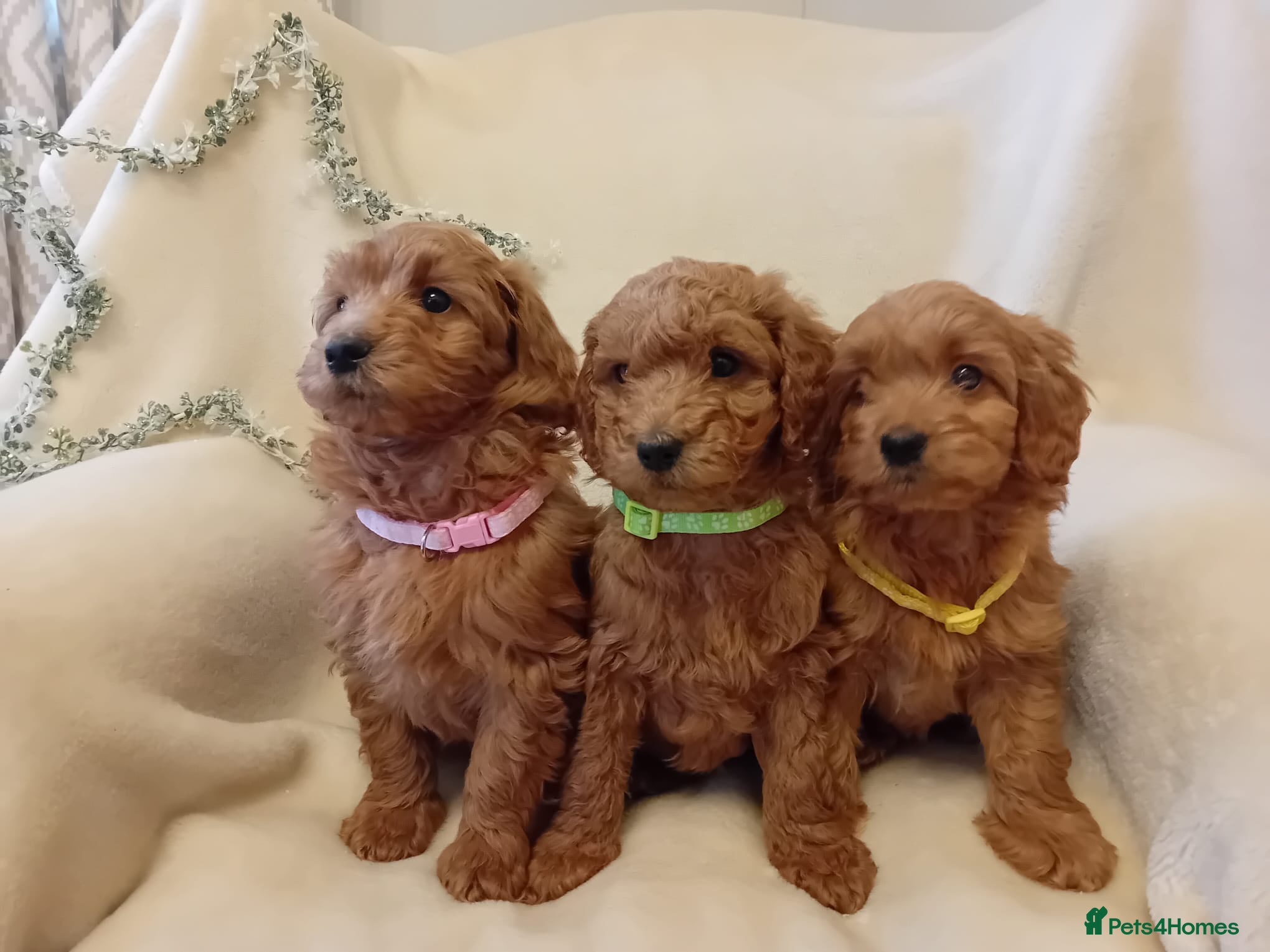 Goldendoodle dogs 9 Weeks old Ready Now. - Advert 1