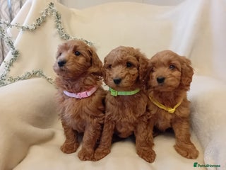 Goldendoodle dogs 9 Weeks old Ready Now. - Advert 1