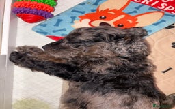 Cockapoo dogs for sale: F1bb mini cockapoo puppies  - Image 21