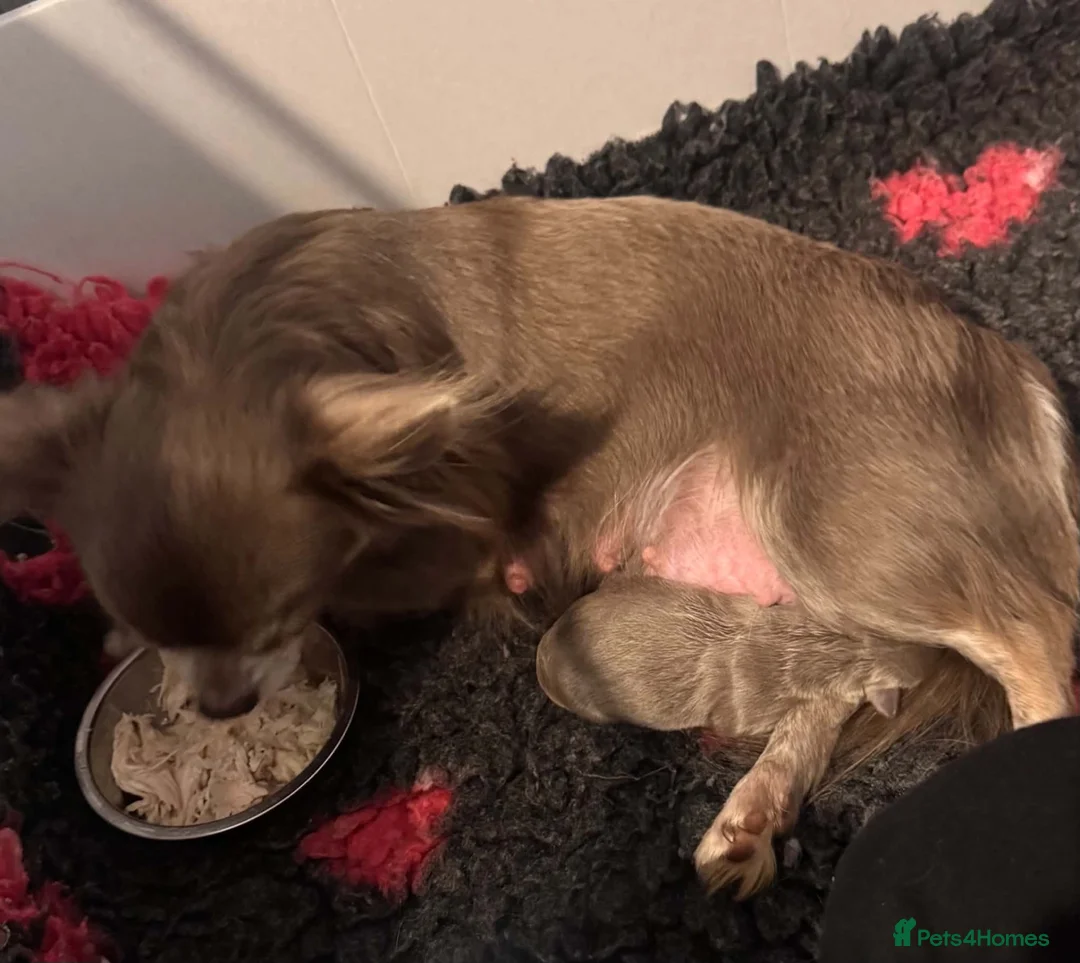 Chihuahua dogs for sale: Chihuahua Small  Longhair Lilac Girl  in Paisley - Advert 6