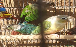 Parakeets birds for sale: Beautiful conure mutations £90 each or all £200 in Bradford - Image 2