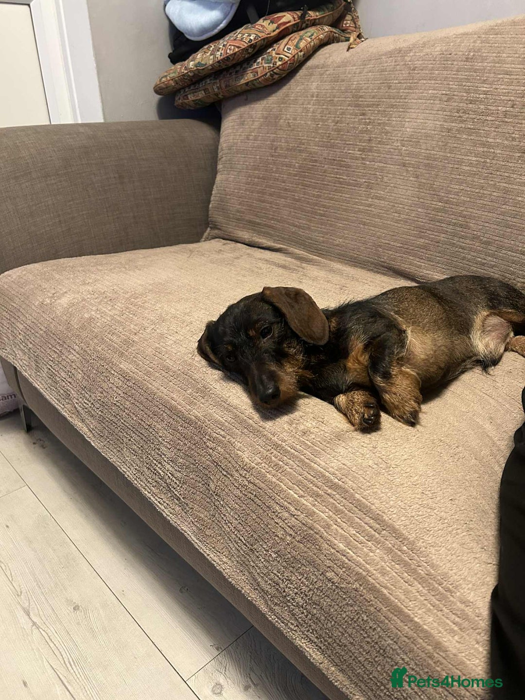 Miniature Dachshund dogs for stud: Mini wire haired boy for stud!! Health tested!!! - Advert 7