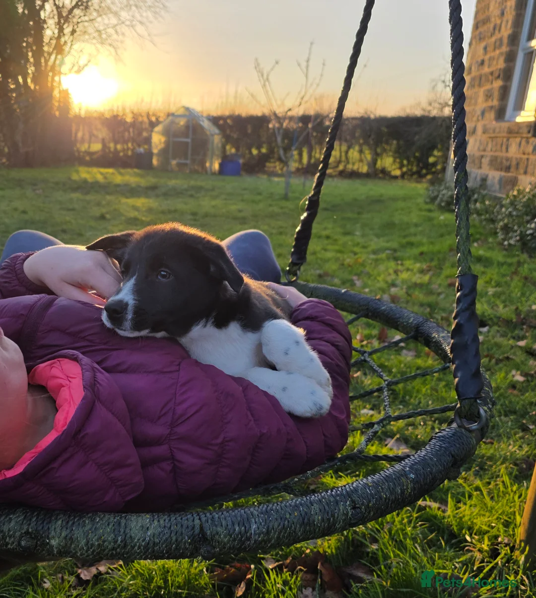 Border Collie dogs for sale: 🐾 Border Collie Pups - 1 Boy Available 🐾 - Advert 6