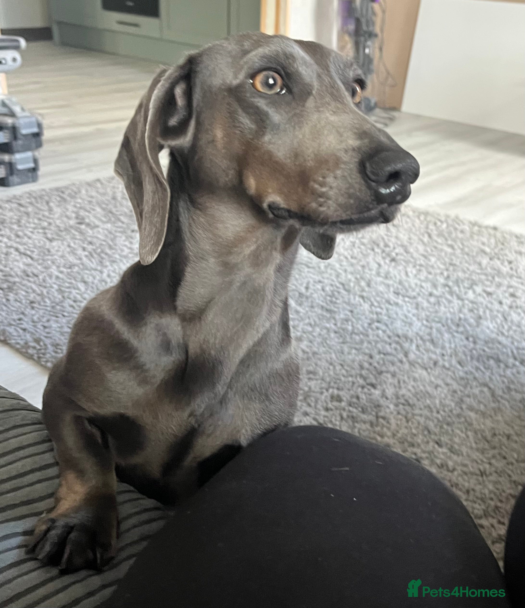 Miniature Dachshund dogs KC REG BLUE STUD EXTENSIVELY HEALTH TESTED  in Kidderminster - Advert 21