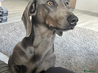 Miniature Dachshund dogs in Kidderminster - Advert 36