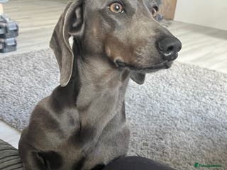 Miniature Dachshund dogs KC REG BLUE STUD EXTENSIVELY HEALTH TESTED in Kidderminster - Advert 6