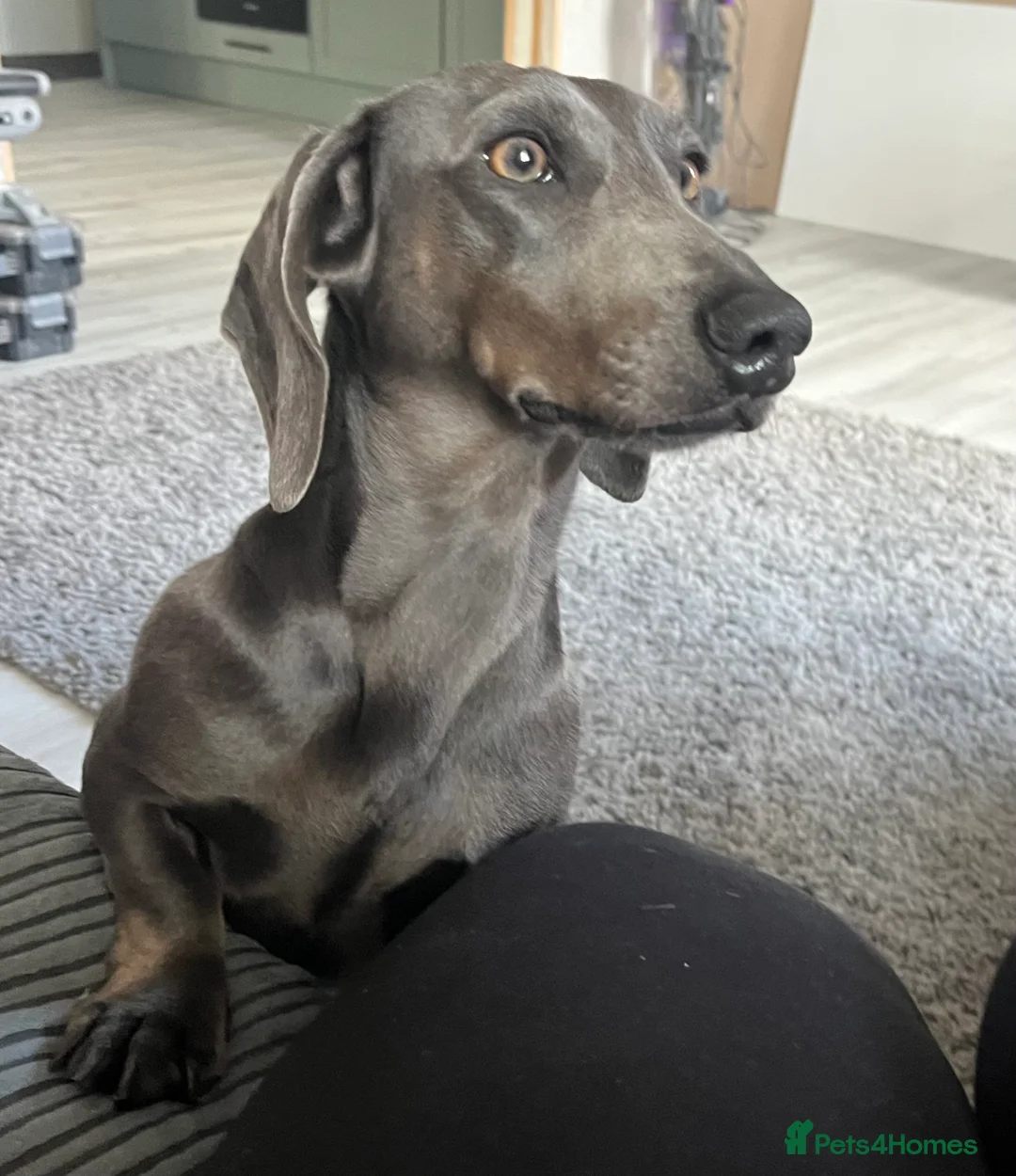 Miniature Dachshund dogs for stud: KC REG BLUE STUD EXTENSIVELY HEALTH TESTED  in Kidderminster - Advert 1