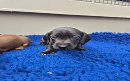 Miniature Dachshund dogs for sale: Stunning mini Daxies, KC reg PRA clear - Image 12