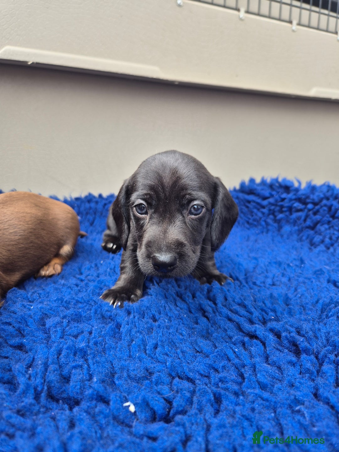 Miniature Dachshund dogs for sale: Stunning mini Daxies, KC reg PRA clear - Image 12