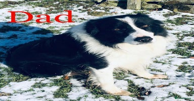 Border Collie dogs - Advert 12
