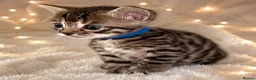 Bengal cats for sale: 🎬 Little Leopard Diaries | TICA BENGAL KITTENS 💎 - Advert 8