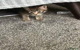 Mixed Breed cats for sale: 3 gorgeous Toms for sale - Image 19