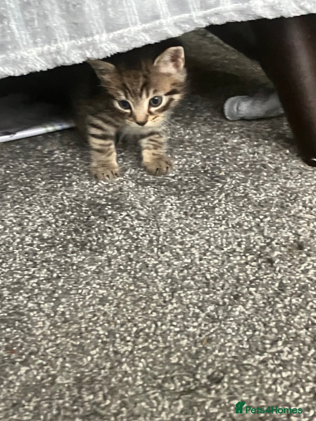 Mixed Breed cats for sale: 3 gorgeous Toms for sale - Image 19